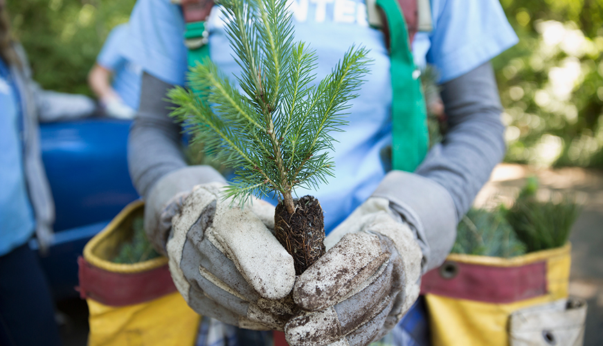 A person wearing gloves holds a small tree sapling, ready for planting. They are dressed in a blue shirt and have pouches filled with more saplings. The background shows greenery, suggesting an outdoor, nature-focused setting.